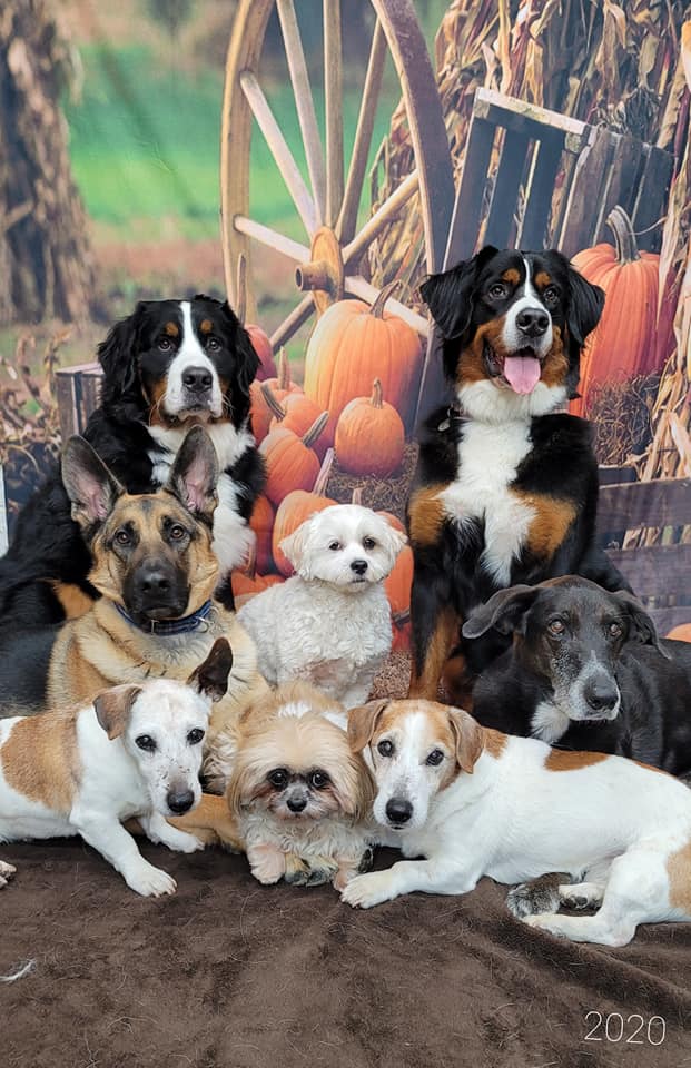Autumn Farm Pumpkin backdrop UK for Party Photography OG-027