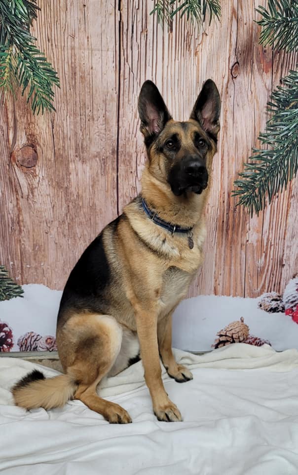 Snow Wood Floor Christmas Photography backdrop UK DBD-19319