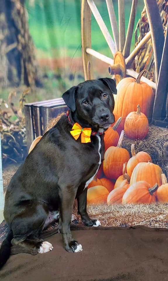 Autumn Farm Pumpkin backdrop UK for Party Photography OG-027