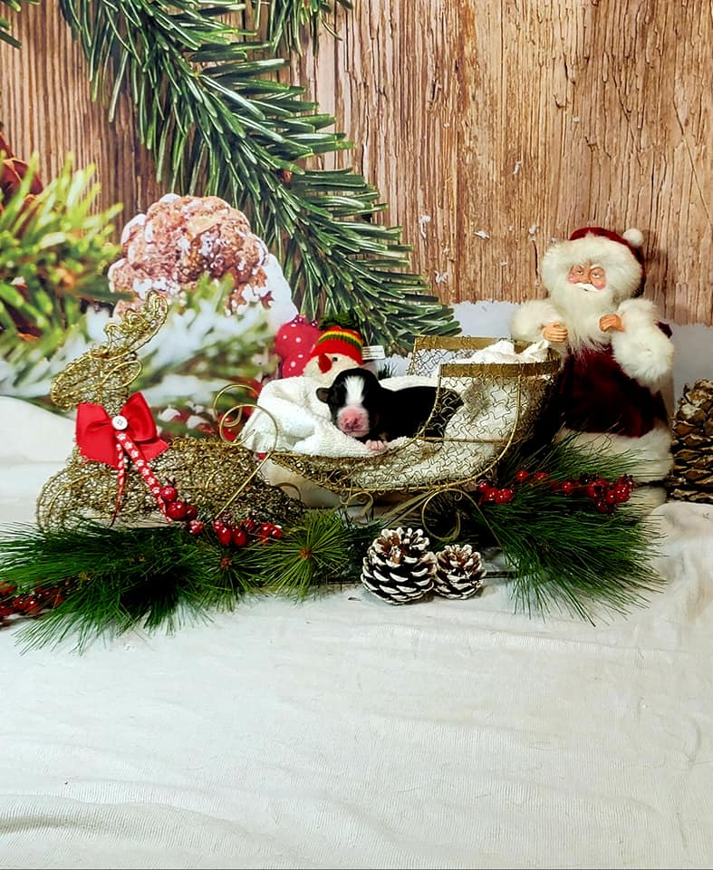 Snow Wood Floor Christmas Photography backdrop UK DBD-19319