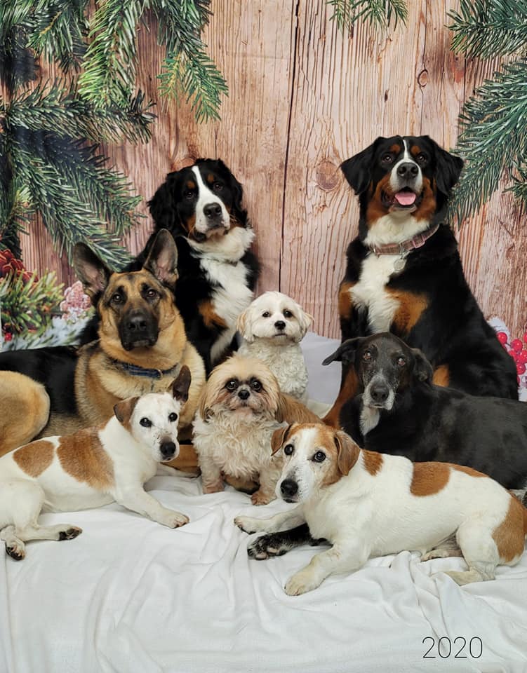 Snow Wood Floor Christmas Photography backdrop UK DBD-19319