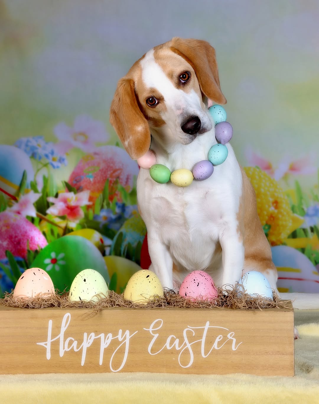 Easter Egg Grass Flowers Photography Backdrop D1049