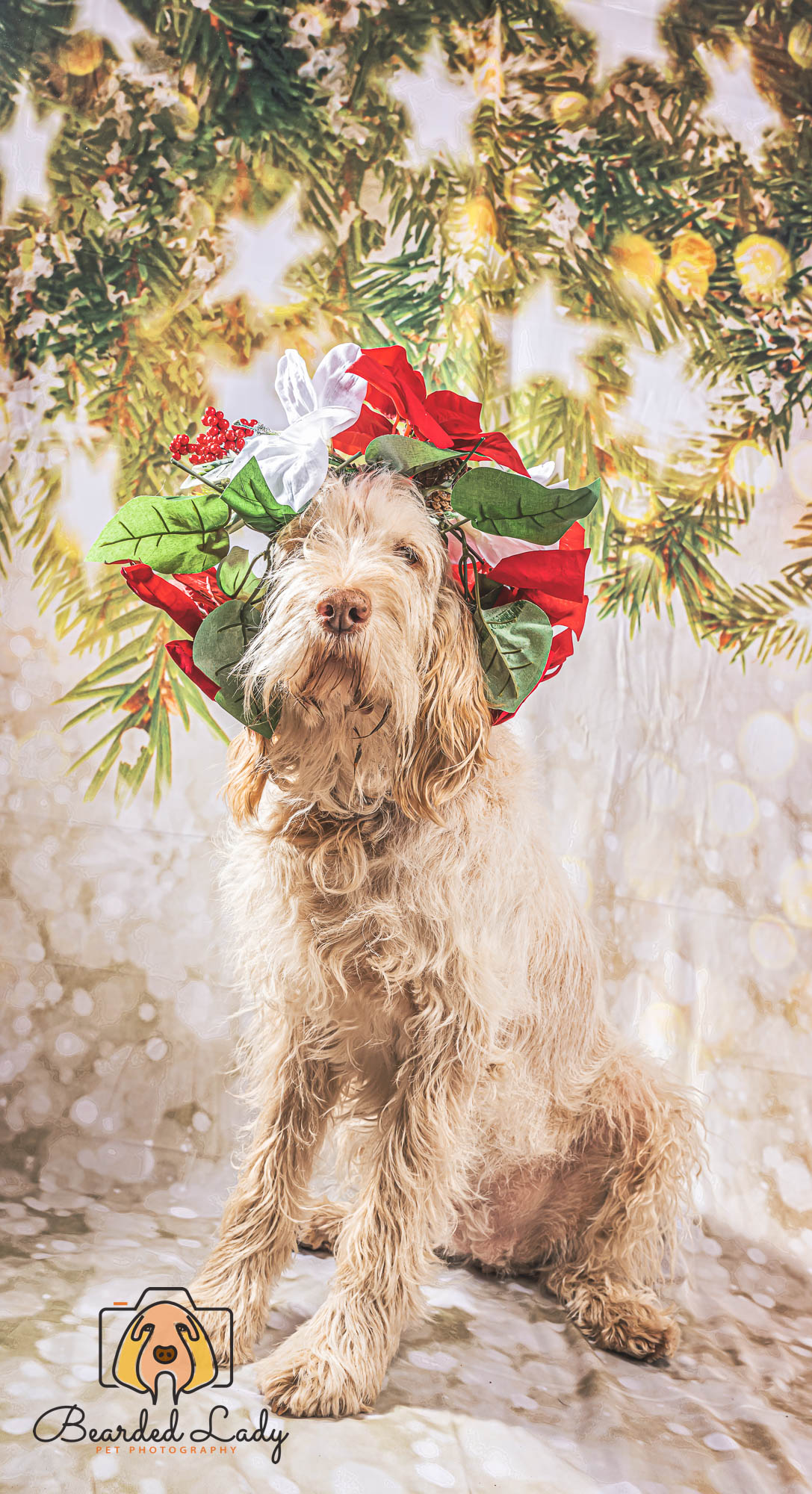 Bokeh Christams Tree Snowflake Stars backdrop UK for Studio S-3180