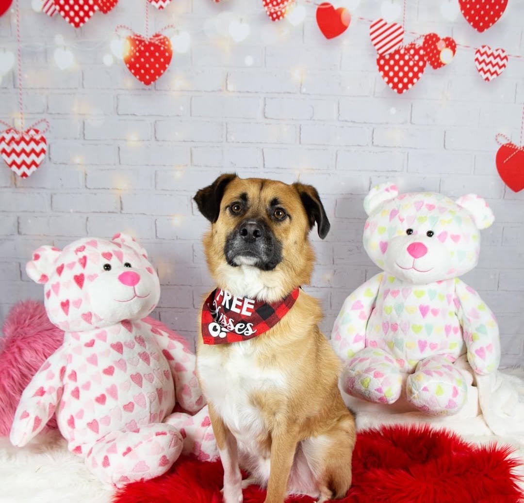 Brick Hearts Lights Backdrops for Valentine Photo Shoot D691