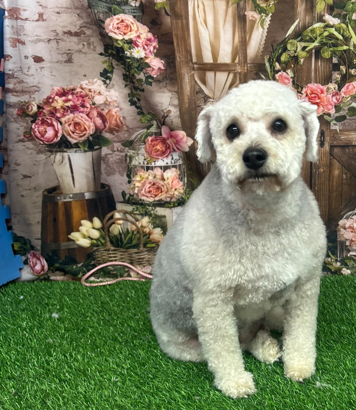Pink Flowers Green Leaves Spring Backdrop UK M5-144
