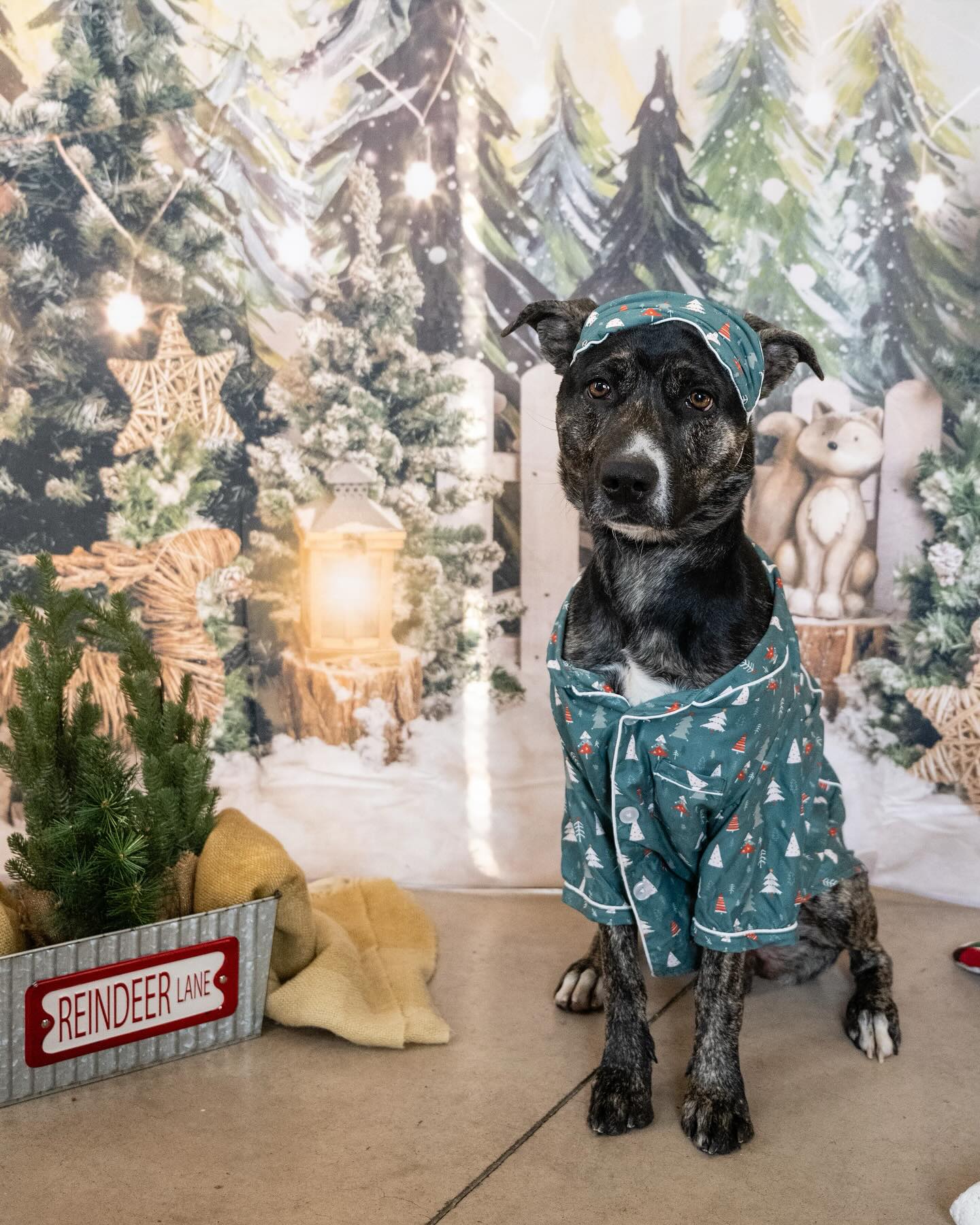 Snowy Forest Elk Christmas Photography Backdrop UK M6-90