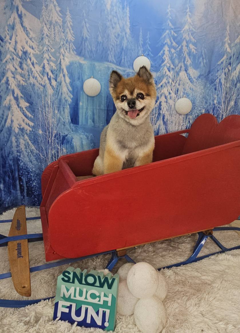 Wonderland Winter Ice Snow Backdrop GG3