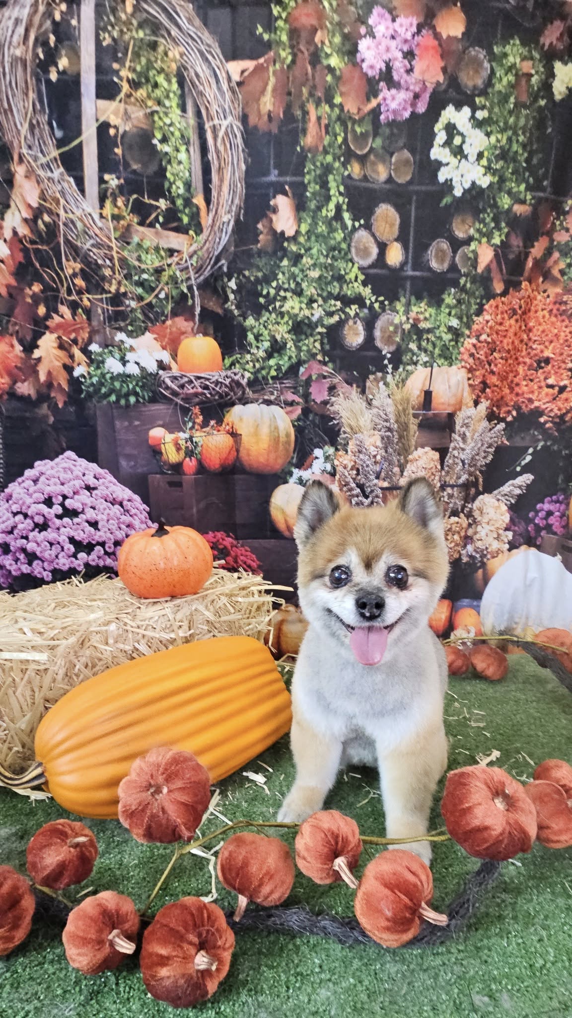 Autumn Pumpkin Fall Photography Backdrop SH-1097