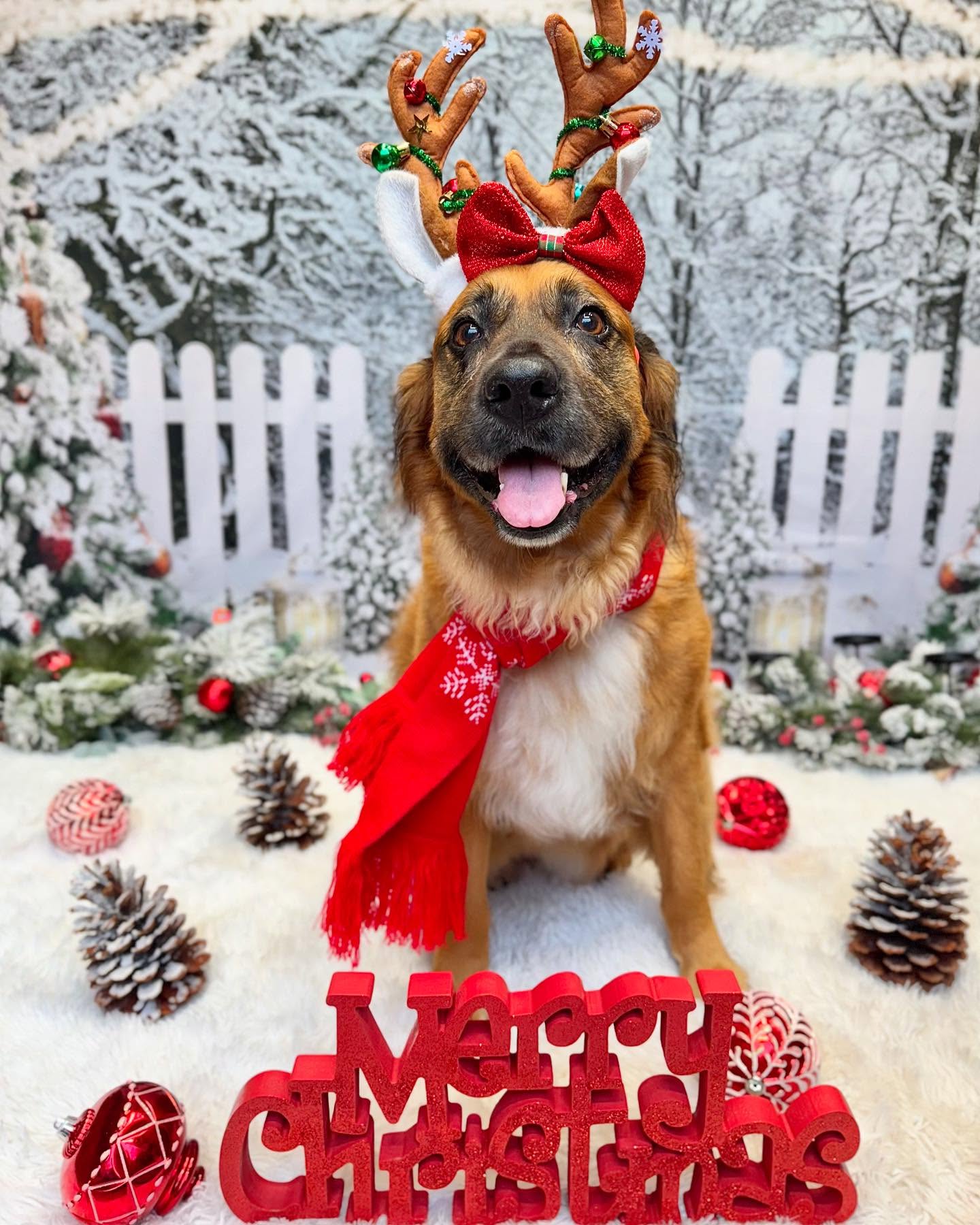 Frozen Forest Light Strings Christmas Backdrop D990
