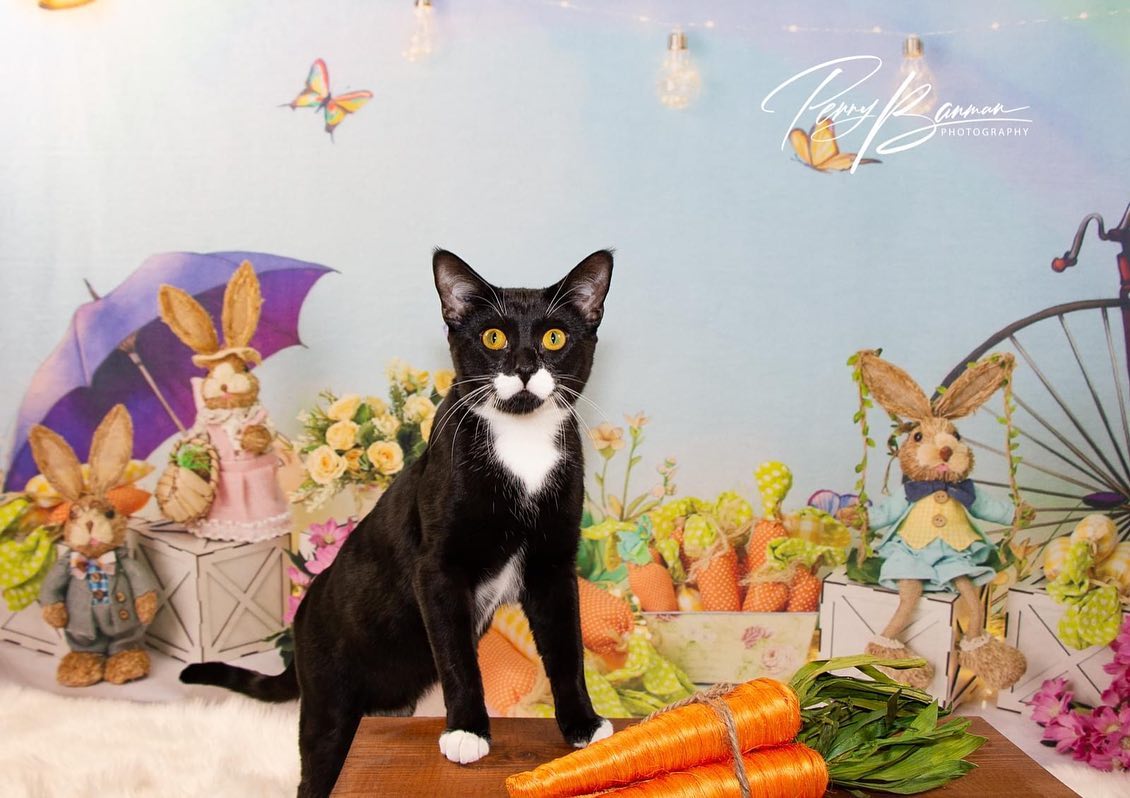 Easter Decoration Backdrop Bunny Flowers UK D1075