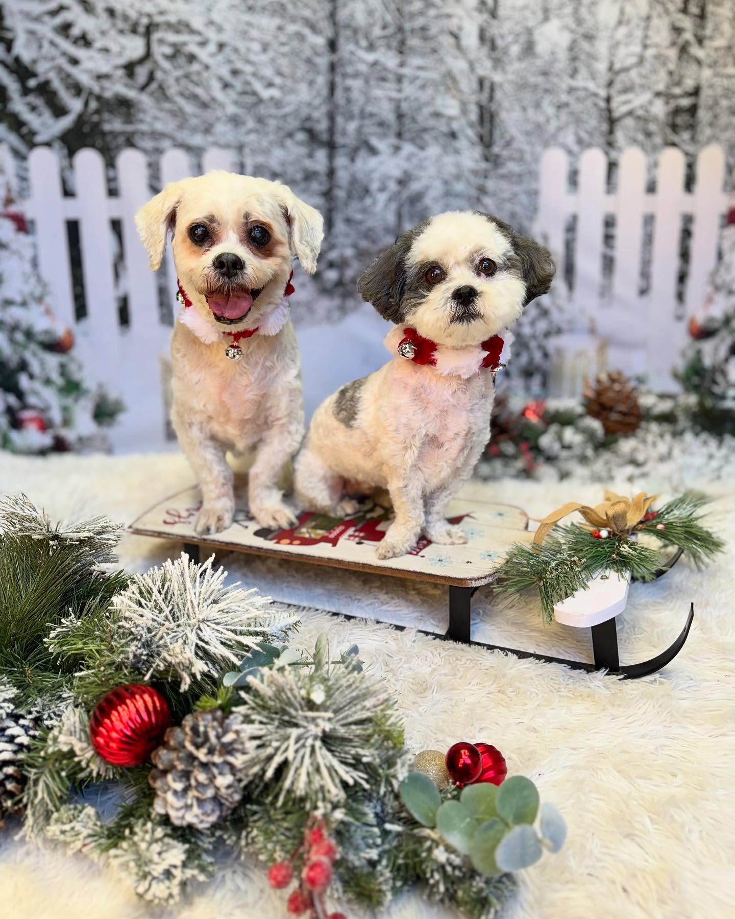 Frozen Forest Light Strings Christmas Backdrop D990