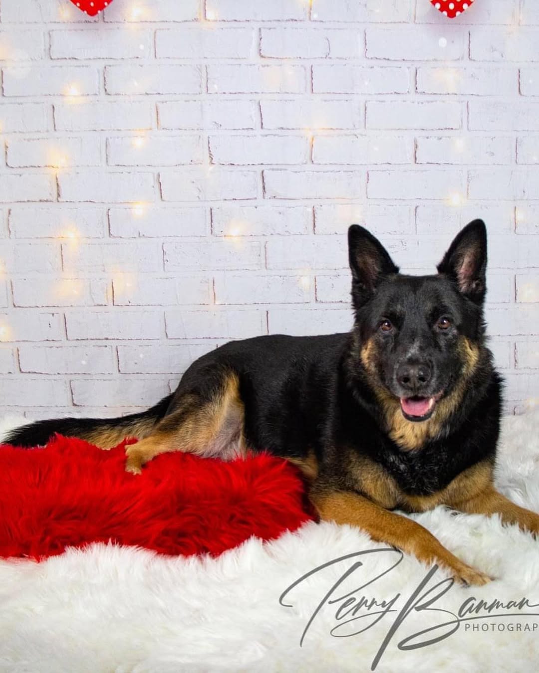 Brick Hearts Lights Backdrops for Valentine Photo Shoot D691