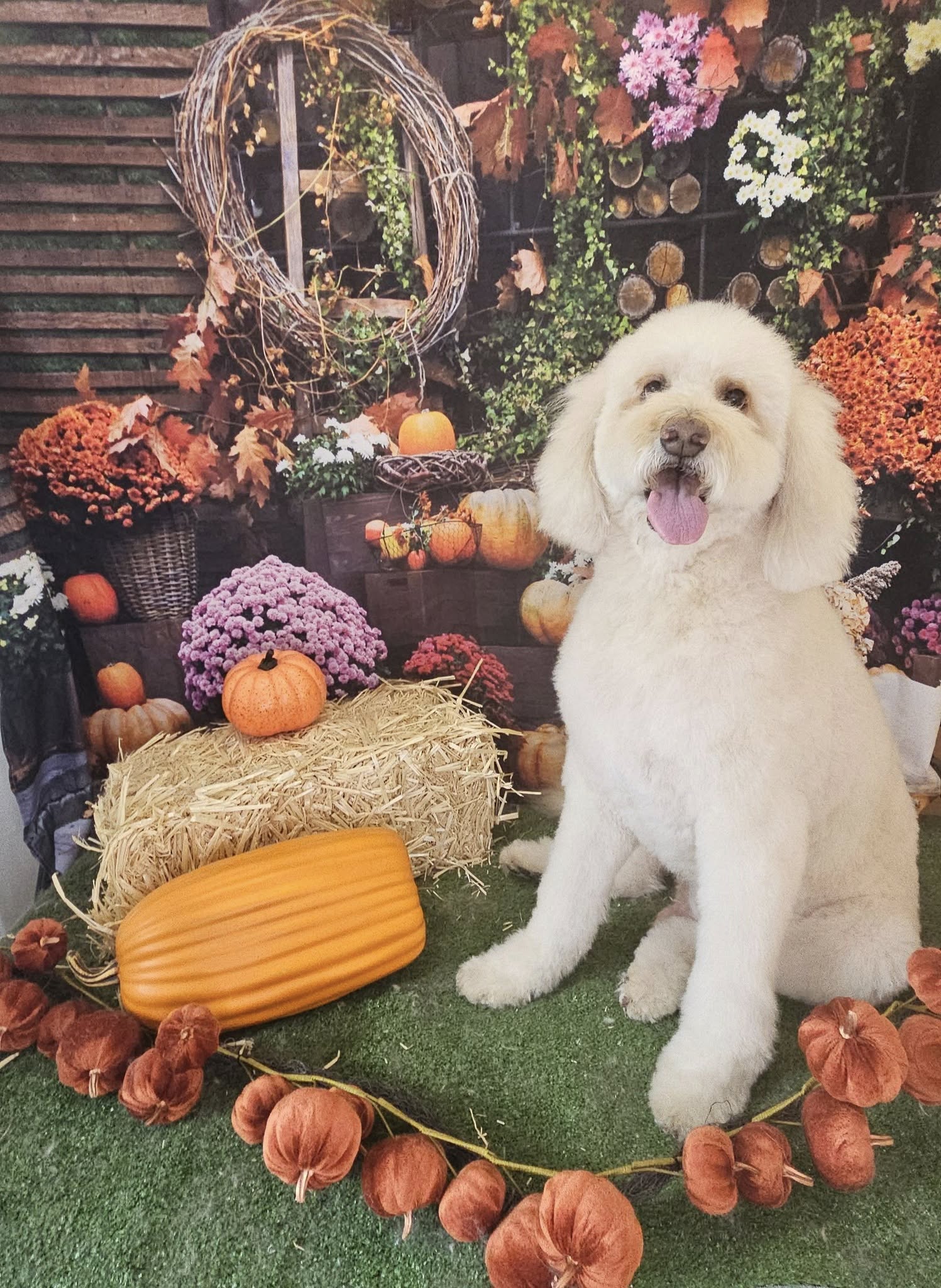 Autumn Pumpkin Fall Photography Backdrop SH-1097