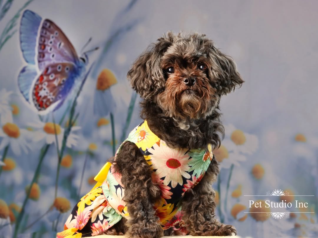 Beautiful  Daisies Butterfly Spring Photography Backdrop SH-818