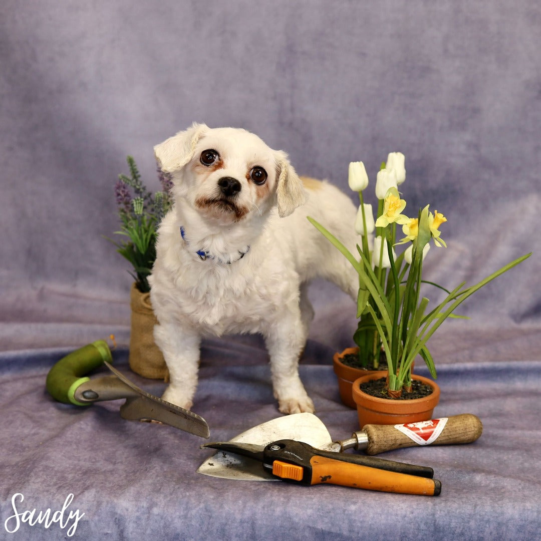 Gray Abstract Sweep Textured Photography Backdrop UK D345