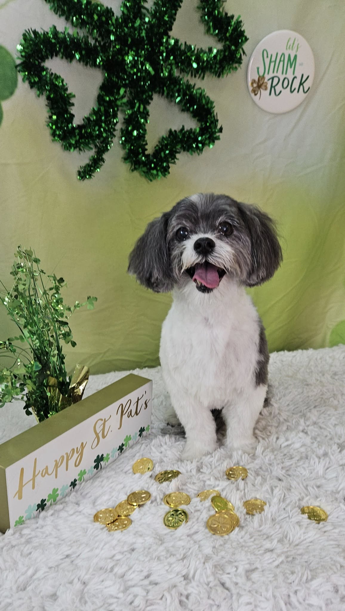 Green Happy St. Patrick's Day Photo Booth Backdrop UK SH163