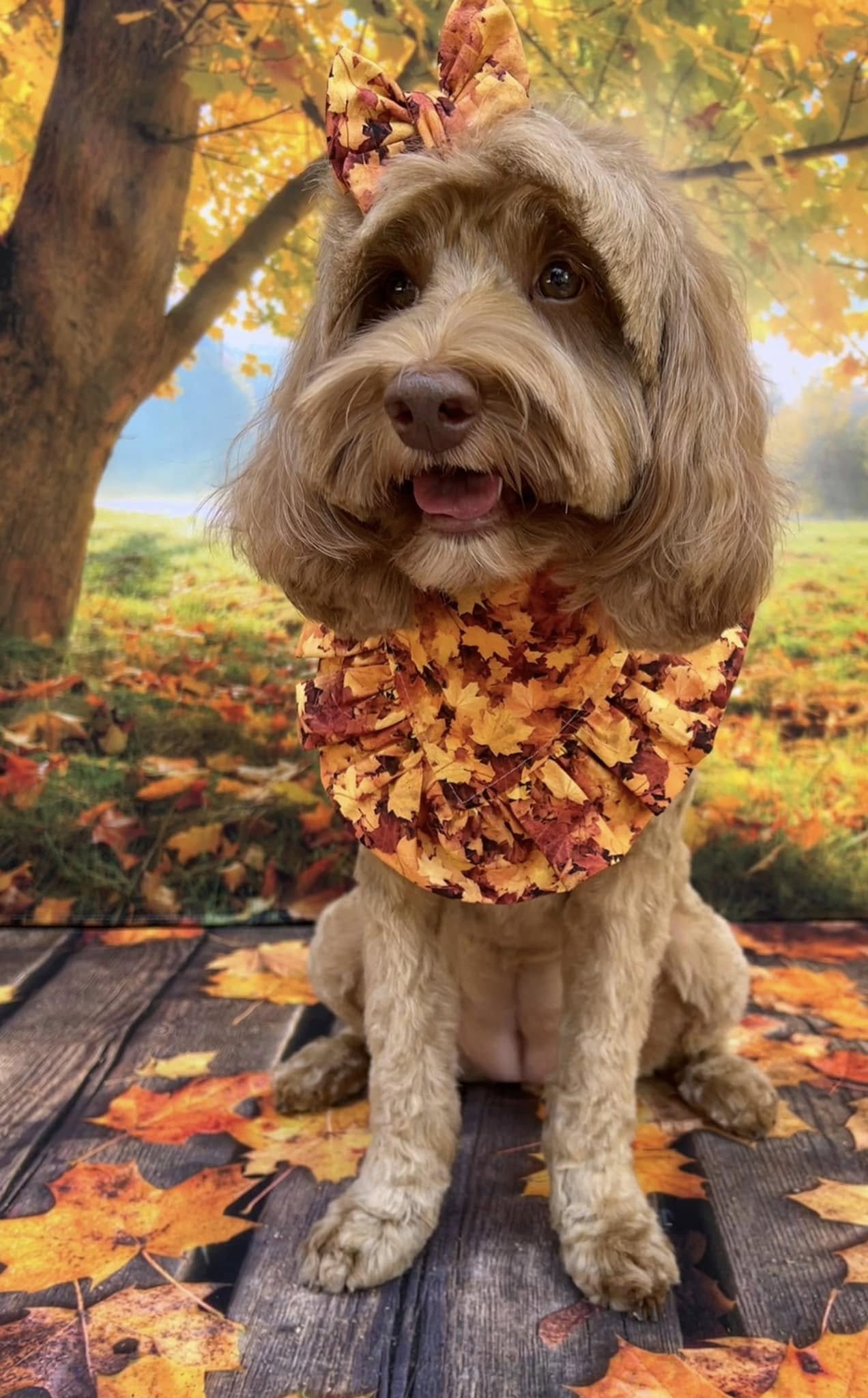 Maple Leaves on Wooden Floor Autumn Backdrop UK M6-98