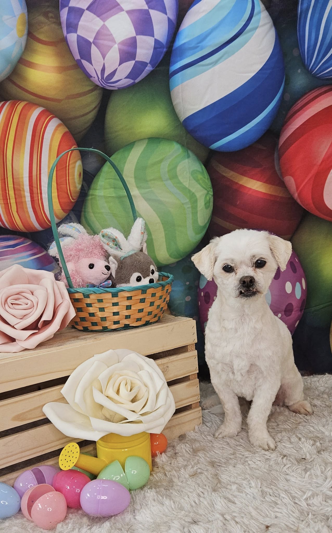 Colorful Easter Eggs backdrop UK for Photography SH032