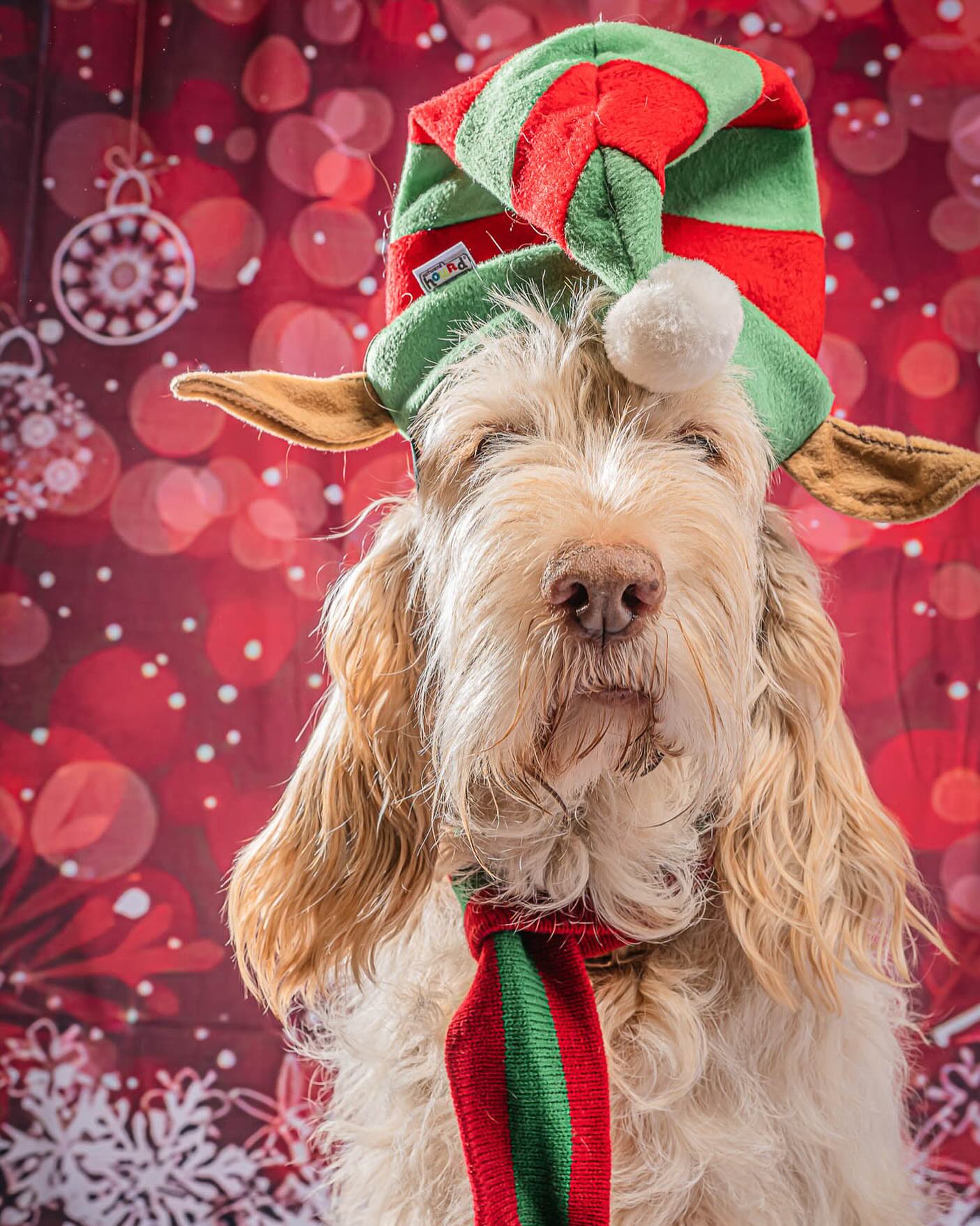 Christmas Tree Snowflake Red Bokeh Backdrop UK for Photography L-858
