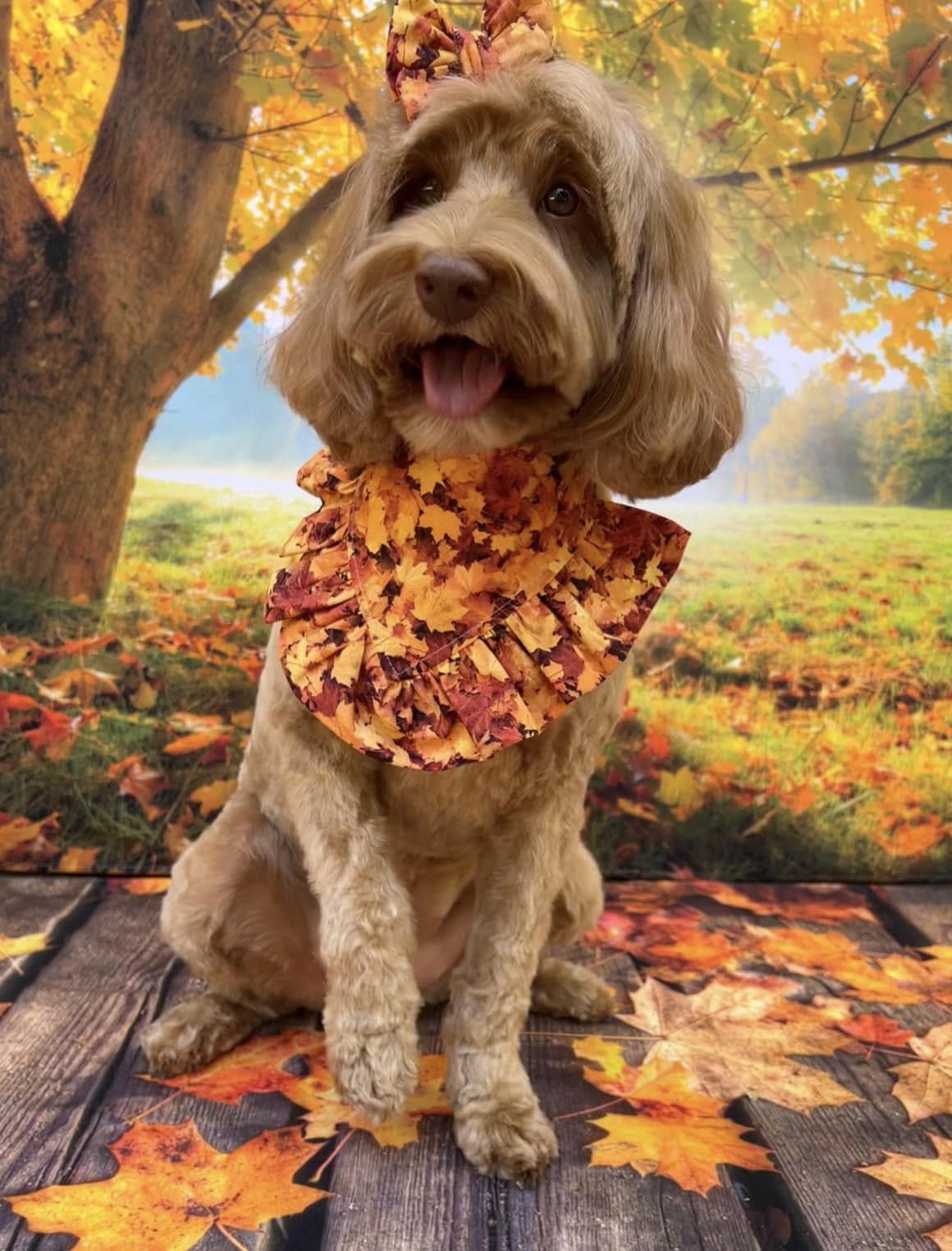 Maple Leaves on Wooden Floor Autumn Backdrop UK M6-98
