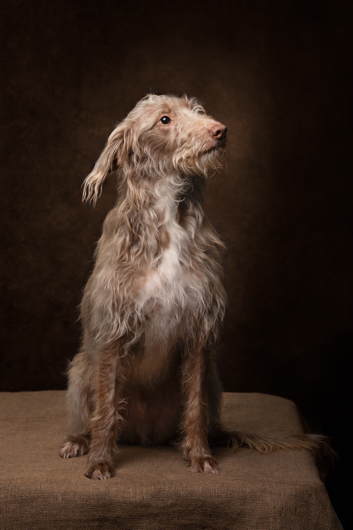 Vintage Brown Portrait Studio Abstract Backdrop UK M5-146