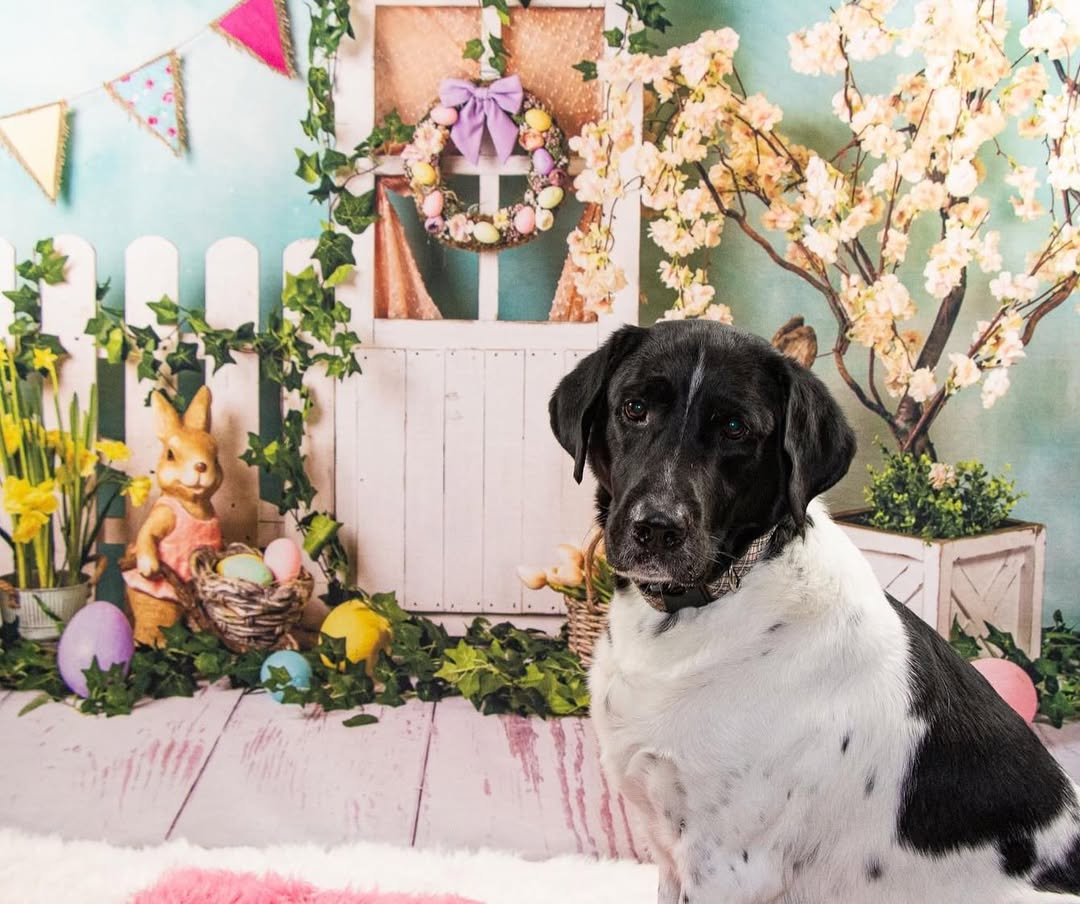 Easter Bunny Eggs Colorful Flowers Backdrop UK D1053