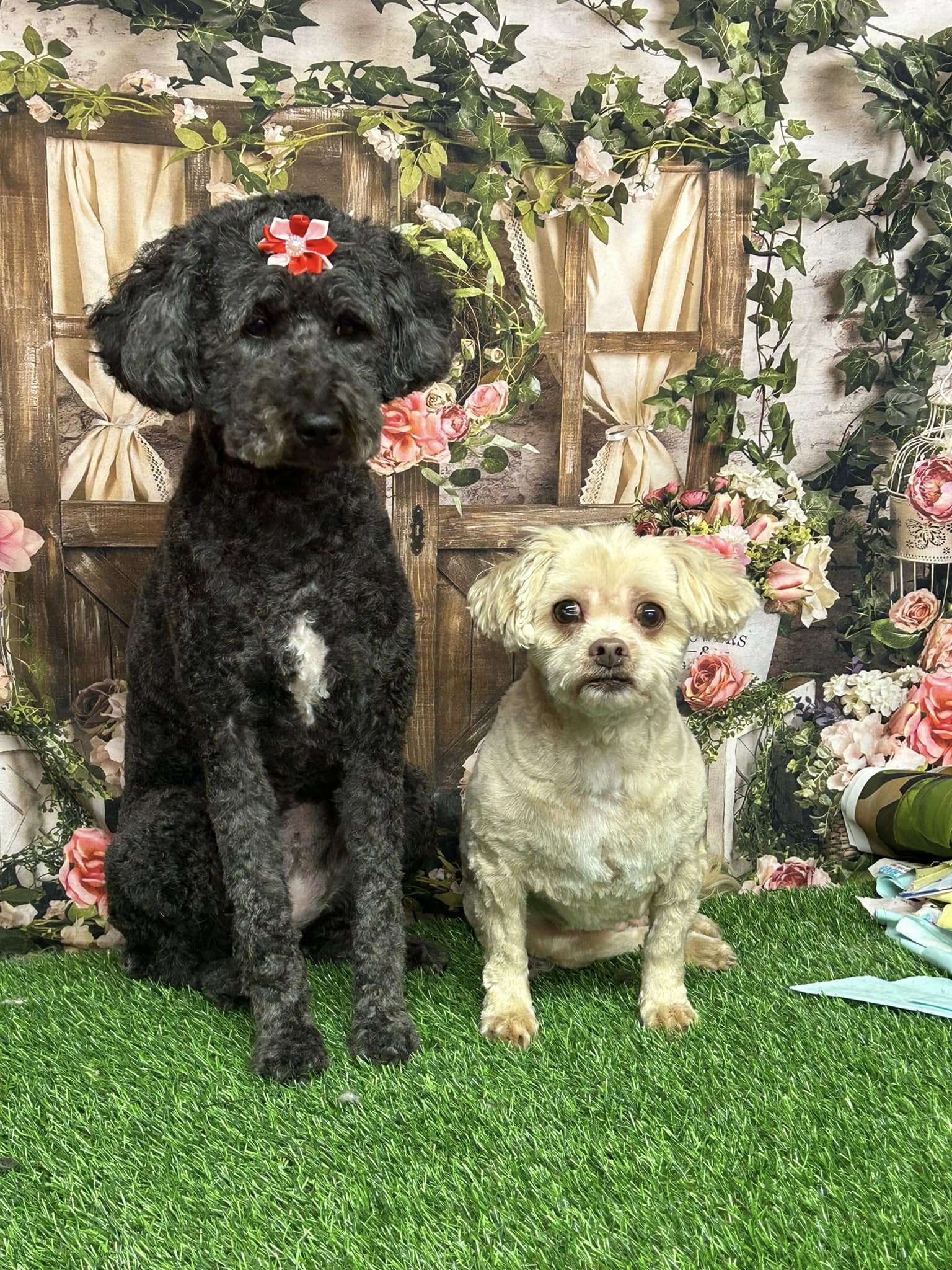 Pink Flowers Green Leaves Spring Backdrop UK M5-144