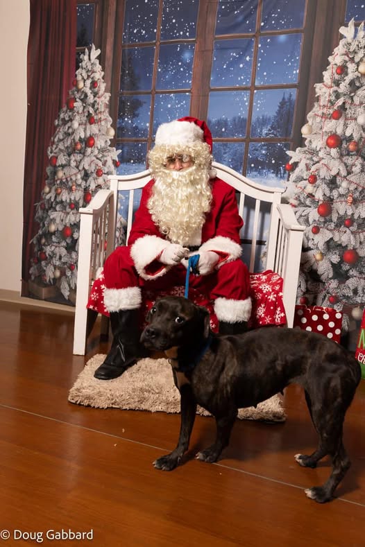 Christmas Winter Snow Window Backdrop for Photography D814