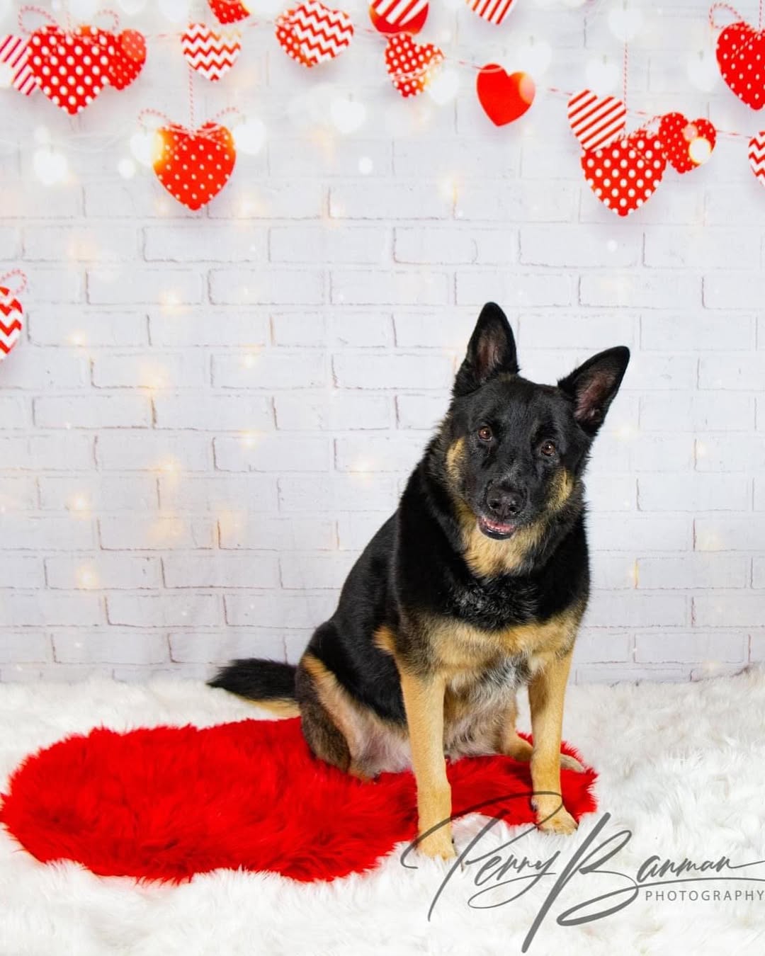Brick Hearts Lights Backdrops for Valentine Photo Shoot D691