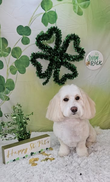 Green Happy St. Patrick's Day Photo Booth Backdrop UK SH163