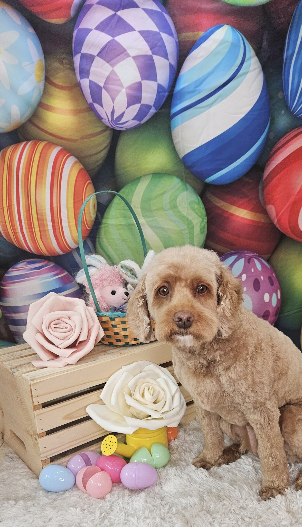 Colorful Easter Eggs backdrop UK for Photography SH032