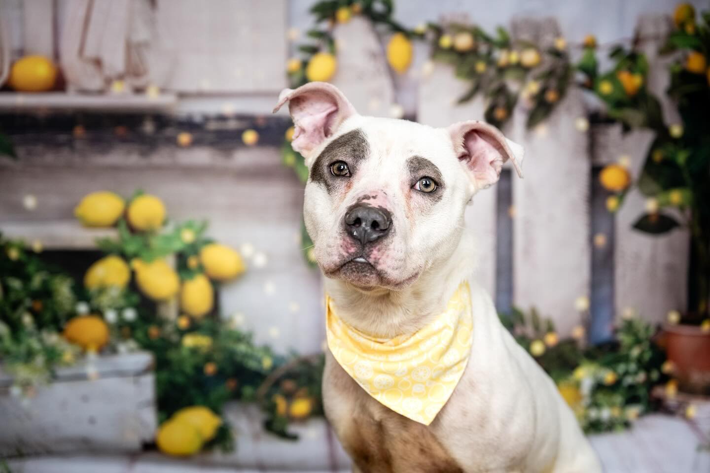 Spring Summer Lemon Tree Barn Backdrop UK D1061