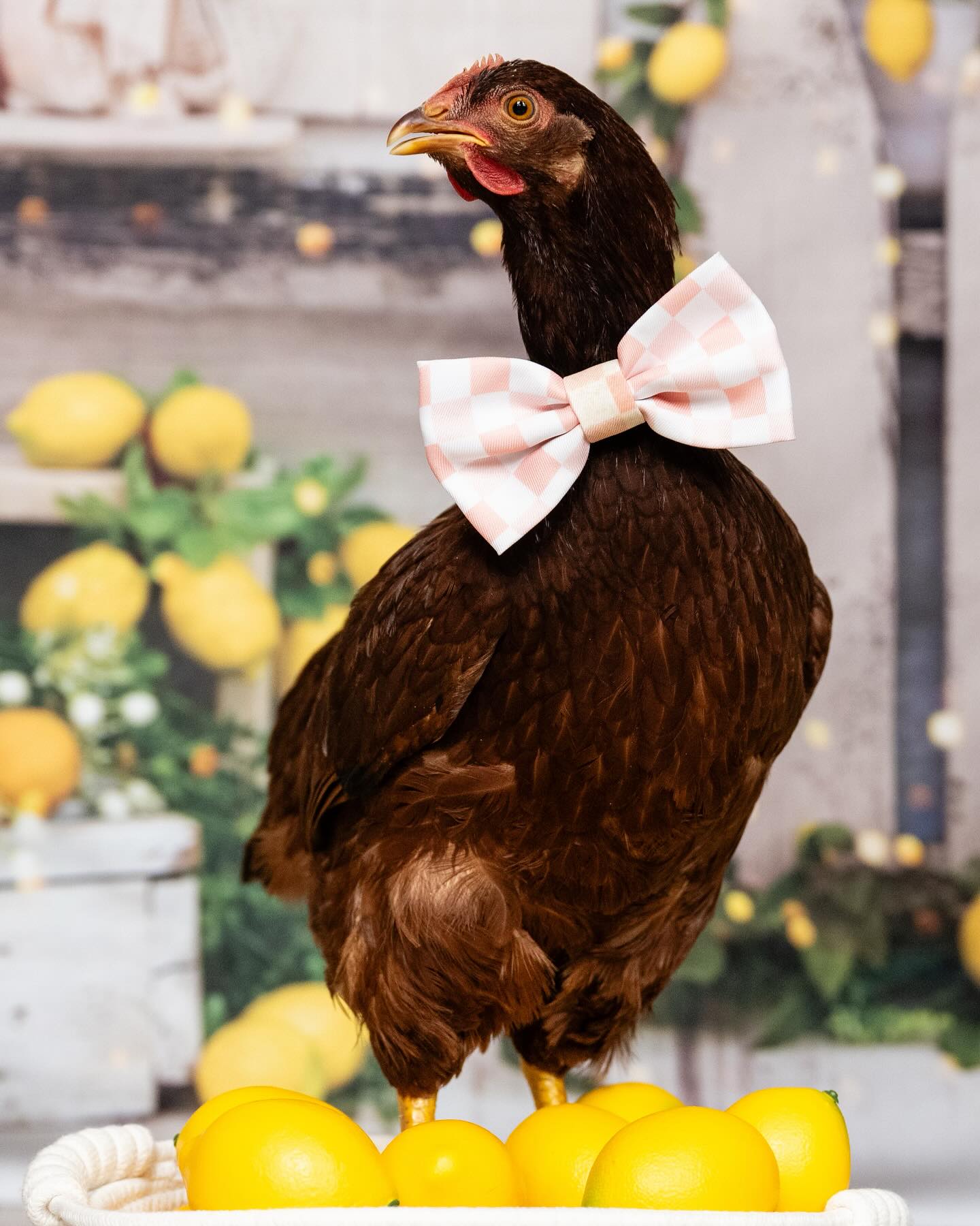 Spring Summer Lemon Tree Barn Backdrop UK D1061