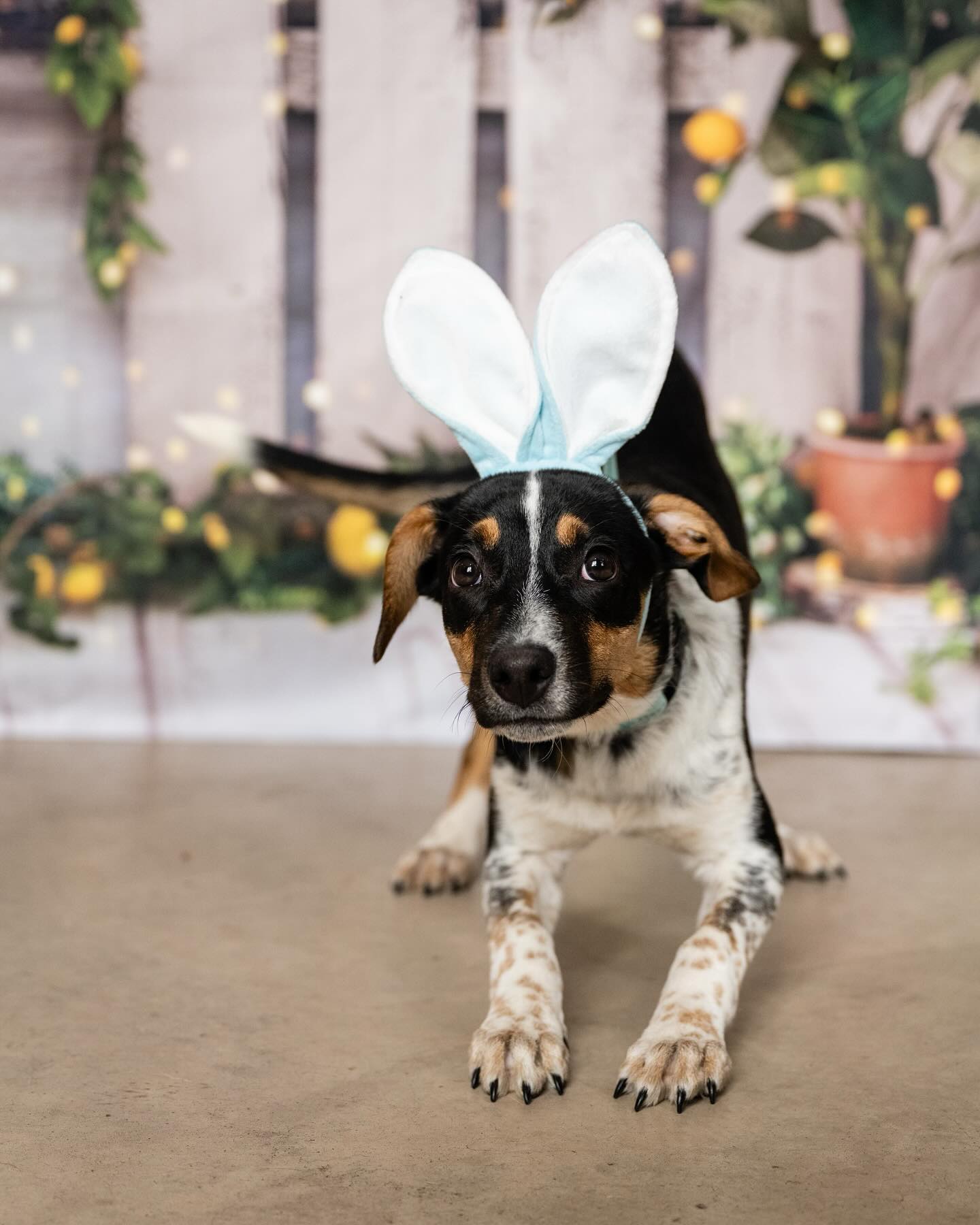 Spring Summer Lemon Tree Barn Backdrop UK D1061