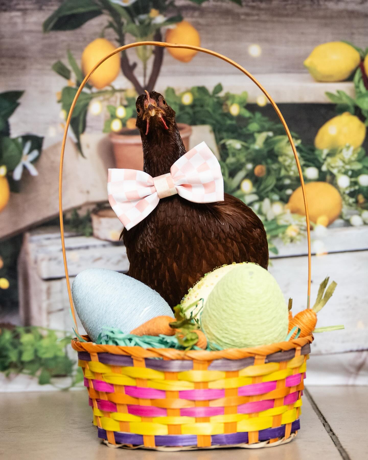 Spring Summer Lemon Tree Barn Backdrop UK D1061