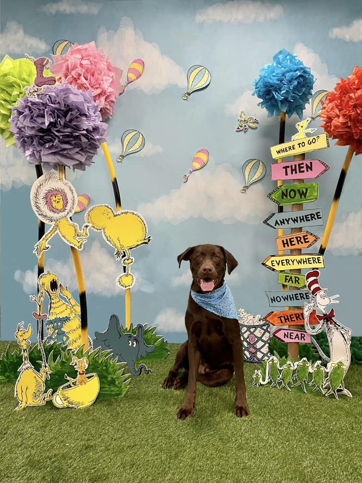Beautiful Blue Sky and White Clouds Background for Newborn Photography NB-367