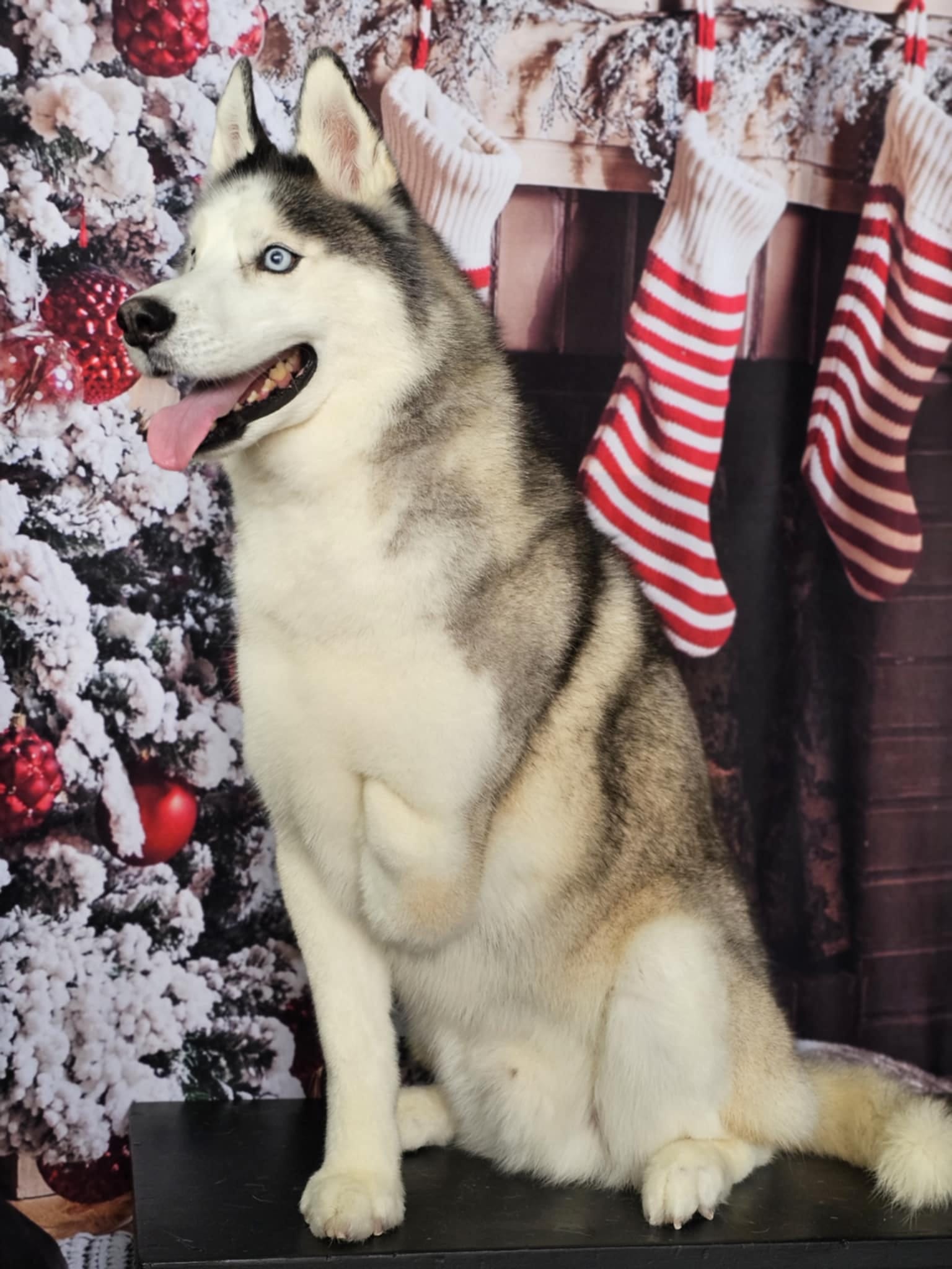 Christmas Tree Fireplace Decoration Backdrop uk For Photo Shoot KAT-63