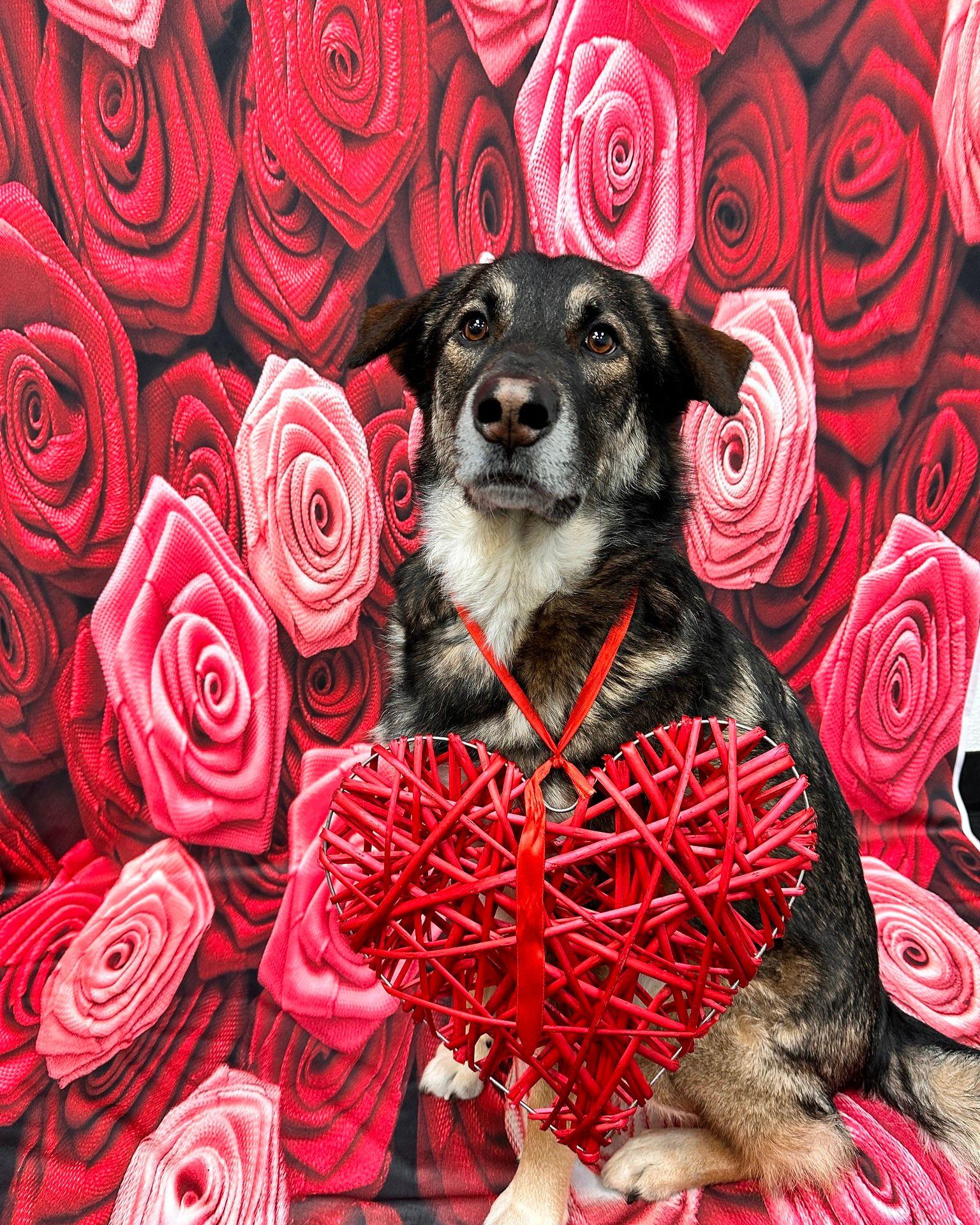 Red Rose Flower Backdrop UK for Photo Studio ZH-94