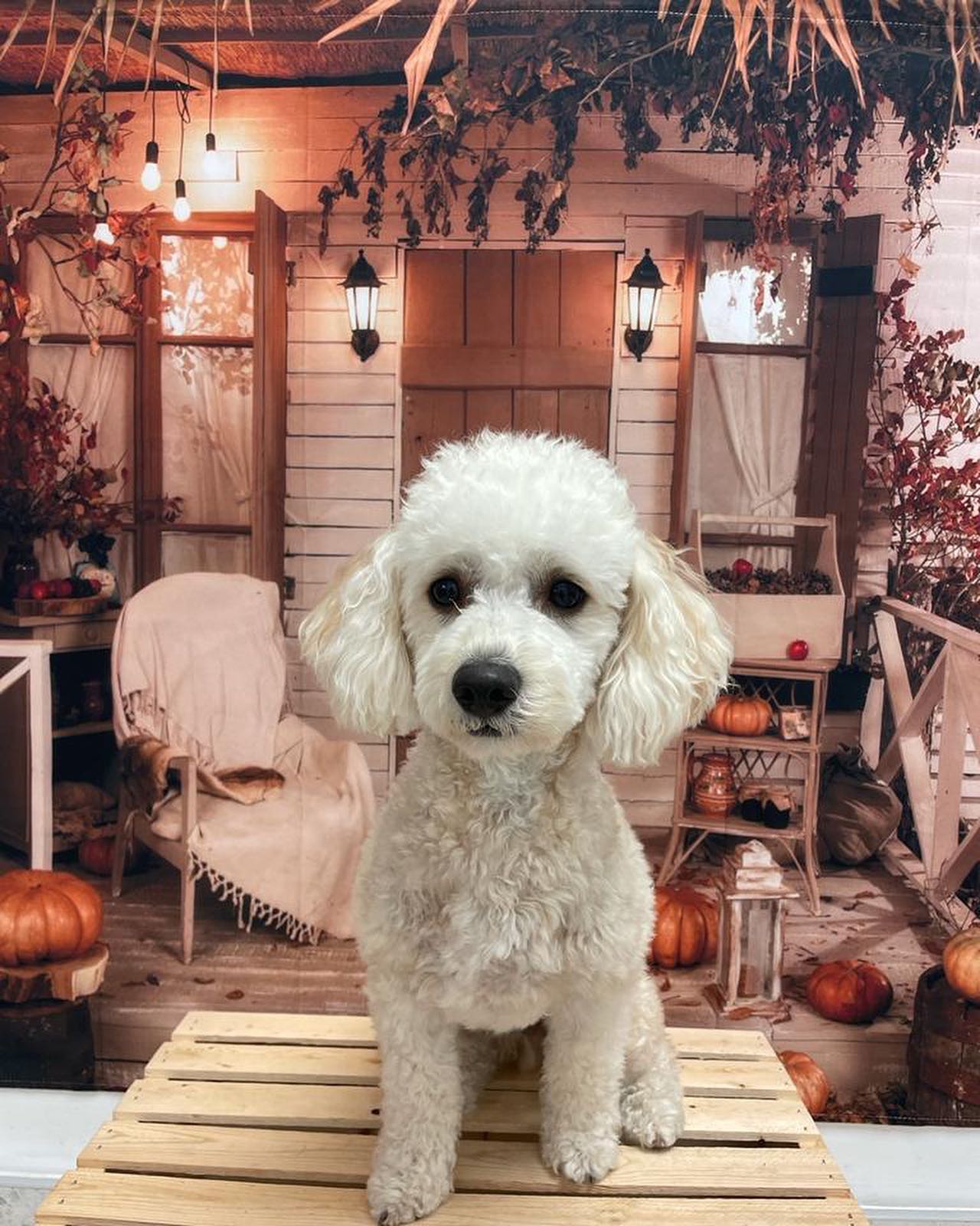 Photography Backdrop Pumpkin Fall Halloween Courtyard SH-1096