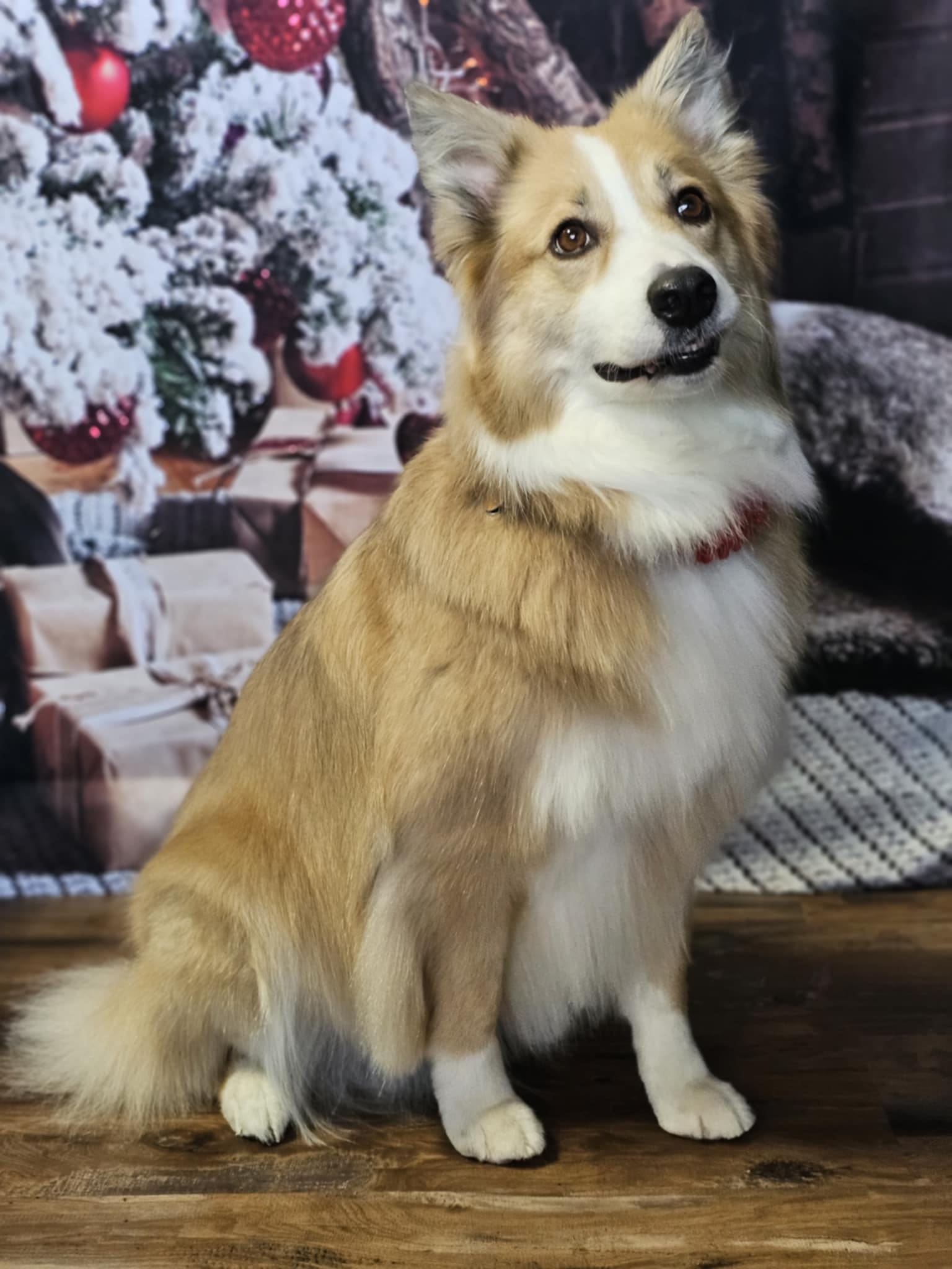 Christmas Tree Fireplace Decoration Backdrop uk For Photo Shoot KAT-63