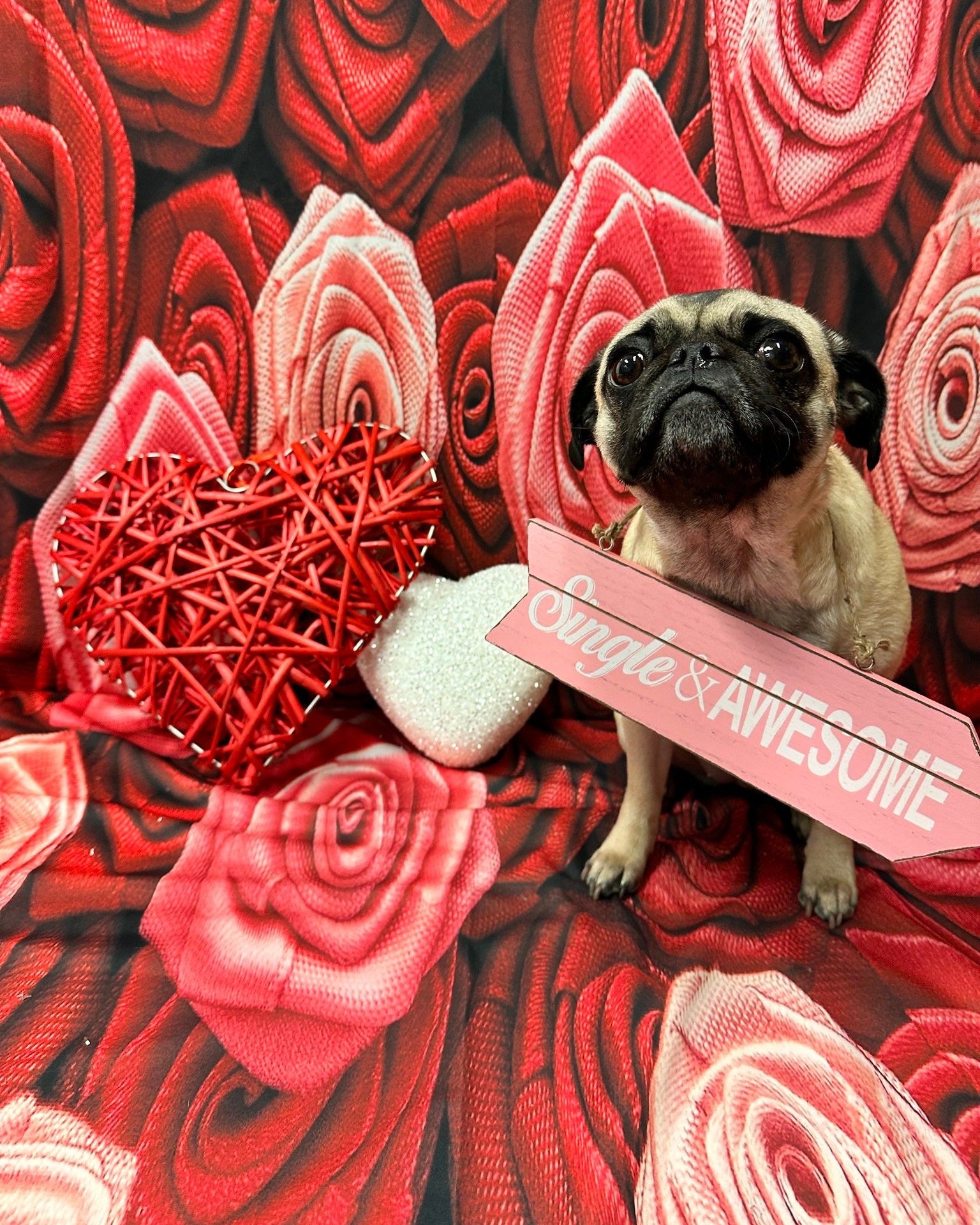 Red Rose Flower Backdrop UK for Photo Studio ZH-94