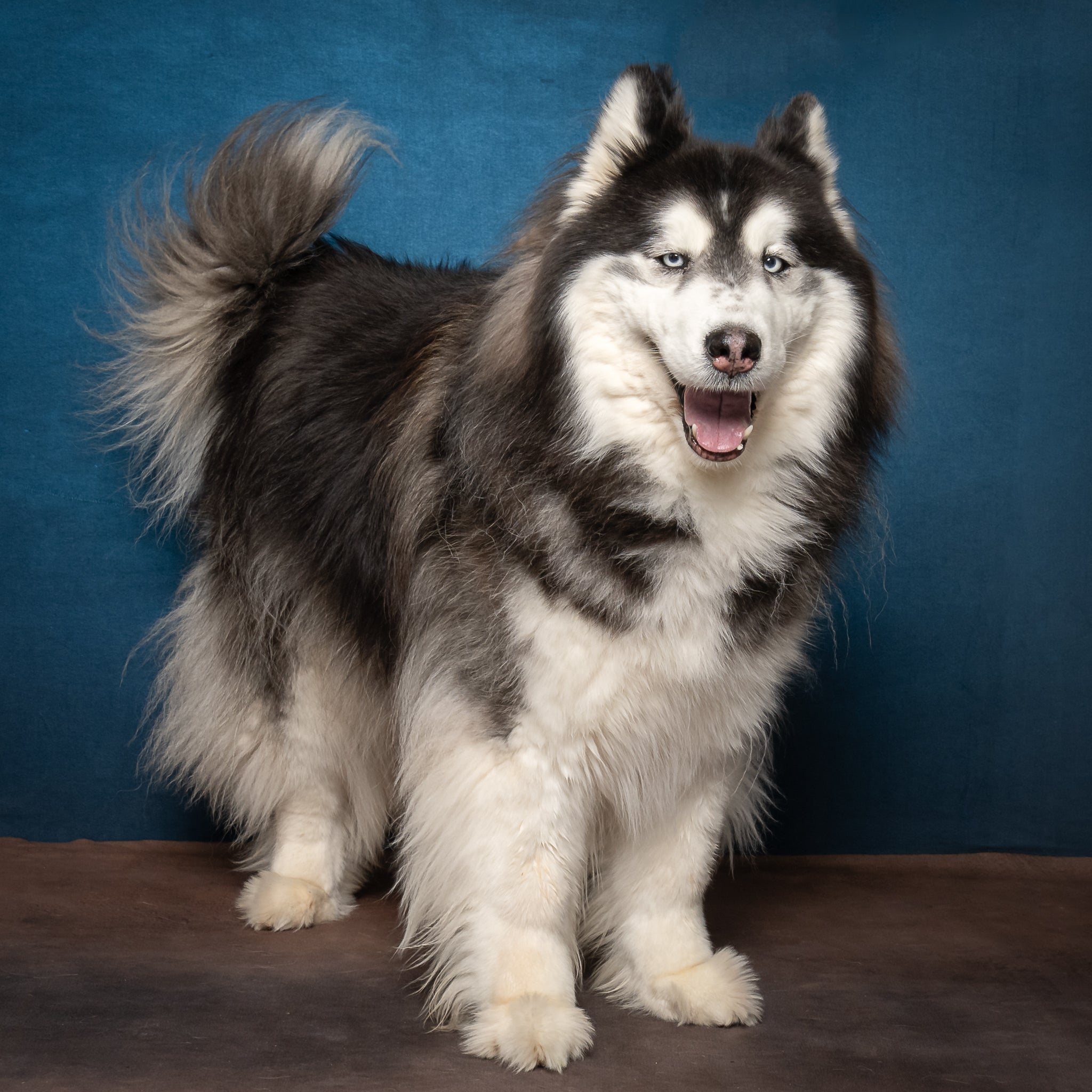 Abstarct Blue Gradient Textured backdrop UK for Photography D165