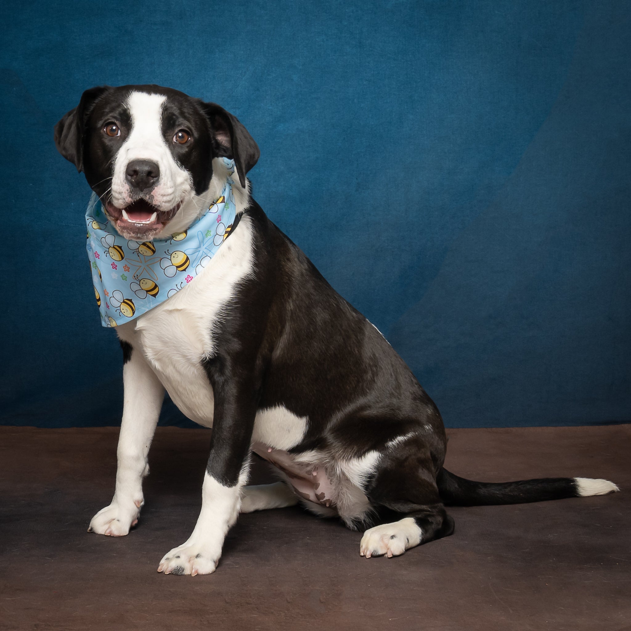 Abstarct Blue Gradient Textured backdrop UK for Photography D165