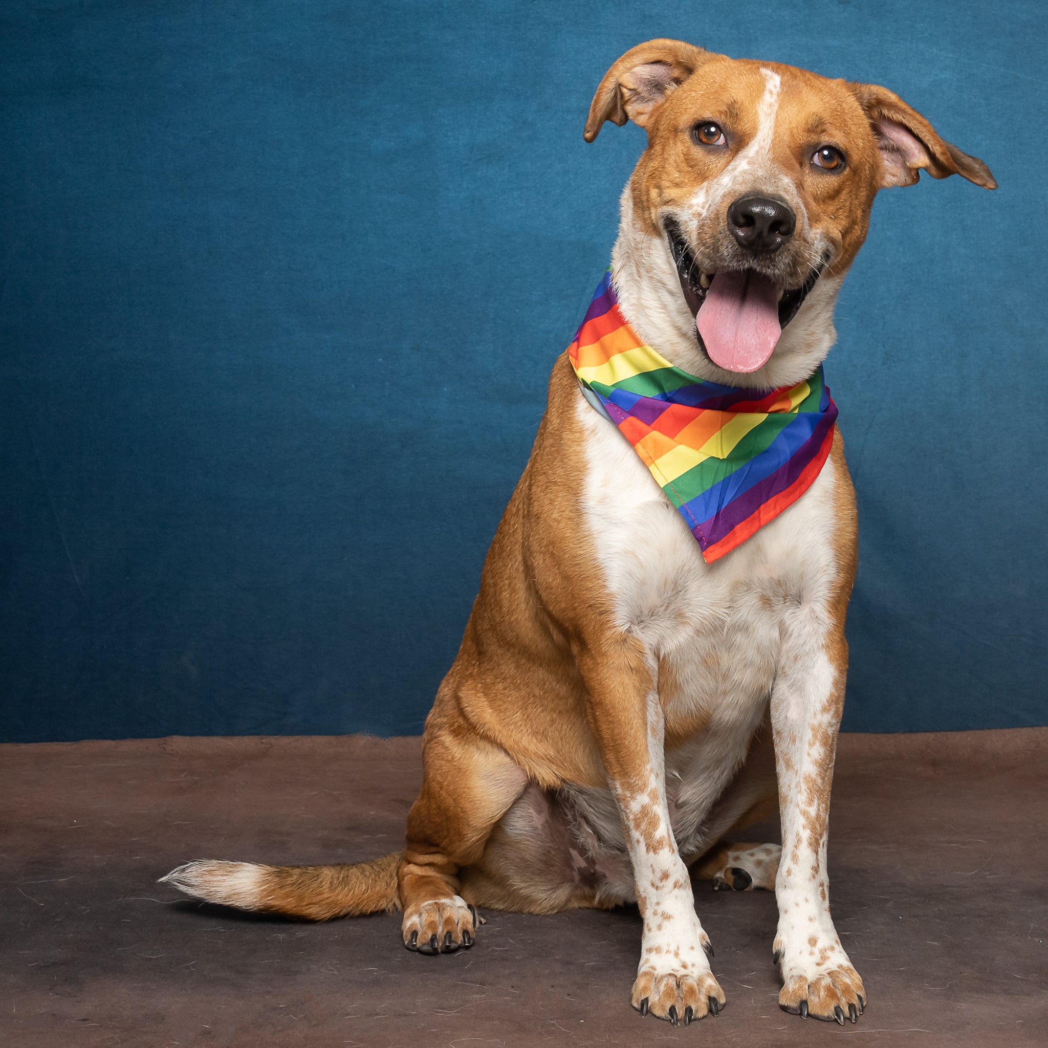 Abstarct Blue Gradient Textured backdrop UK for Photography D165