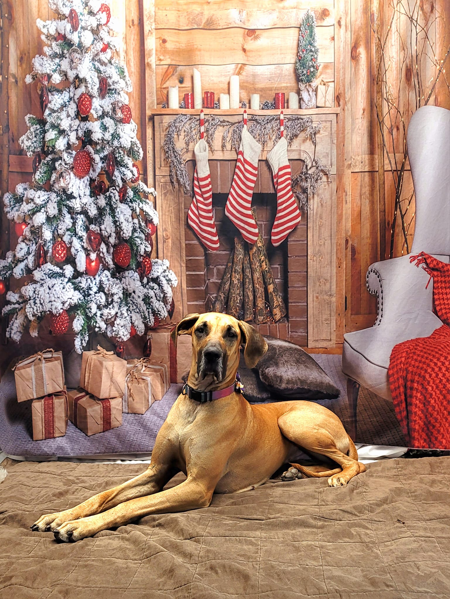 Christmas Stove Gift Socks Wooden Christmas Backdrop UK DBD-H19172