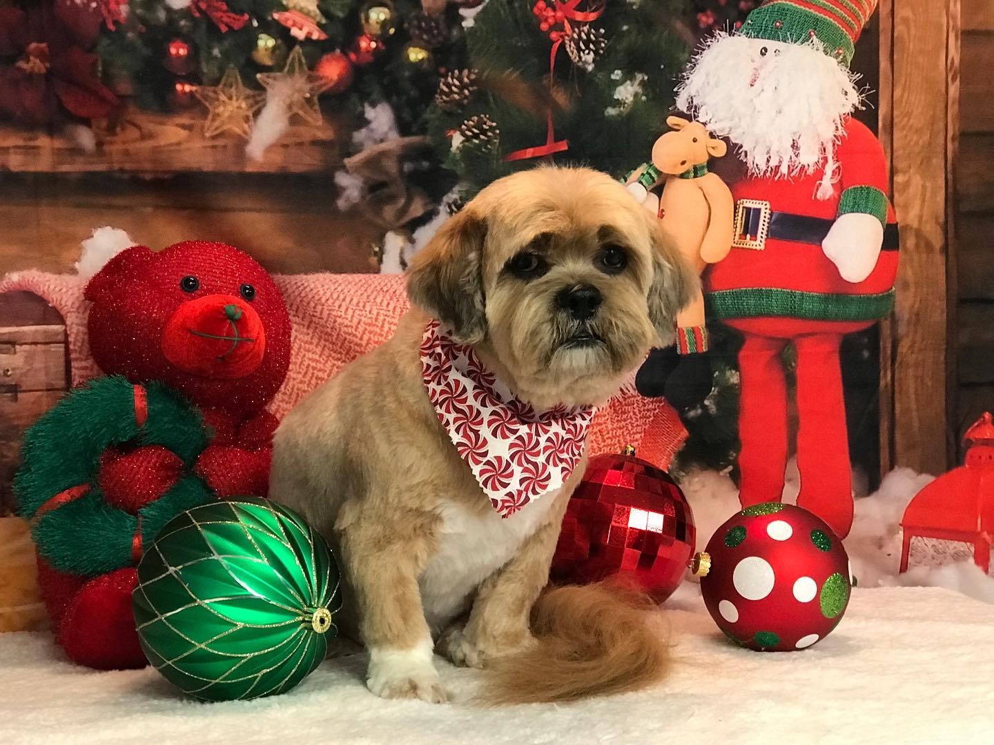 Christmas Winter Snowman Backdrop UK for Photography DBD-H19176