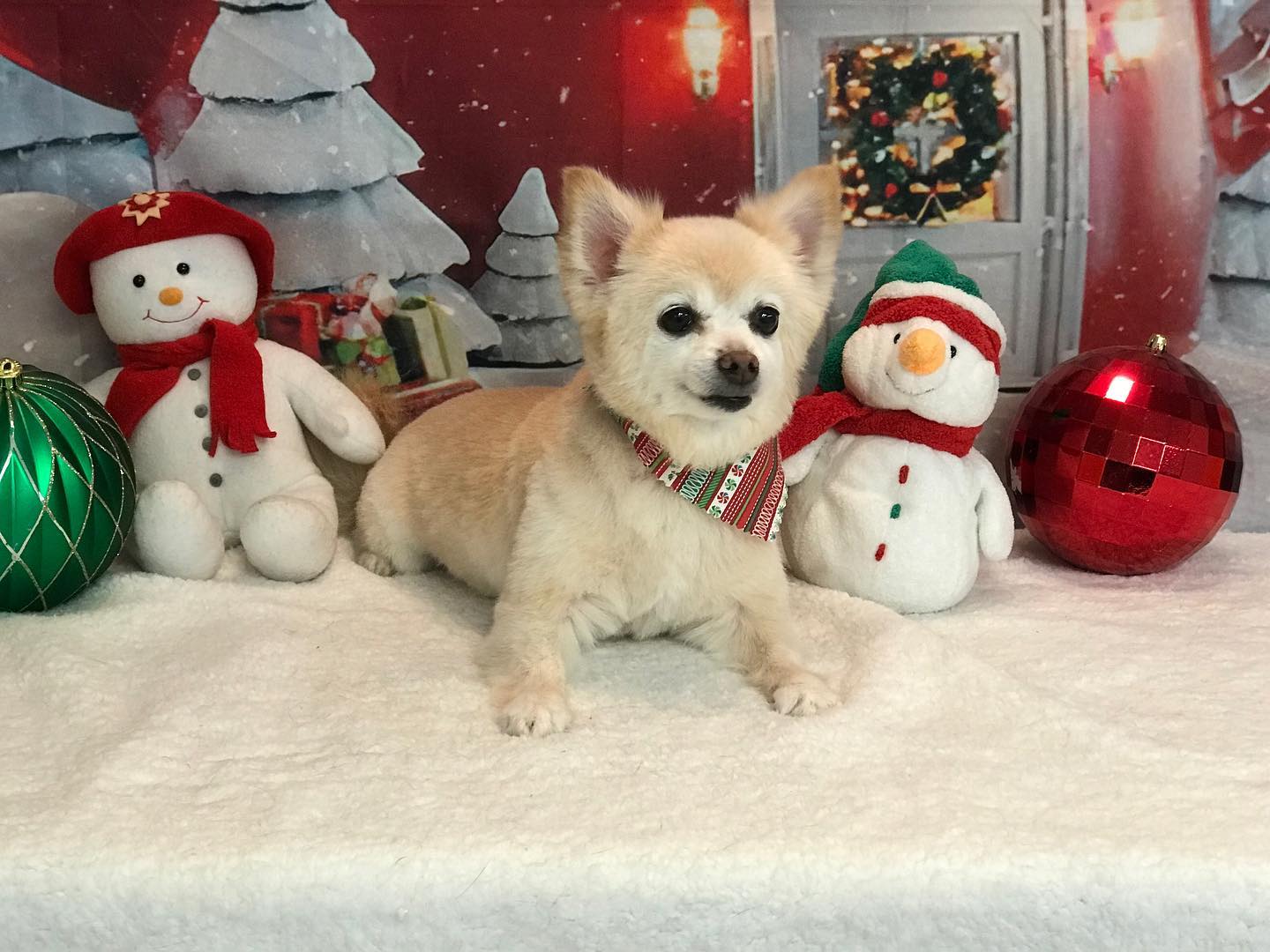 Christmas Night Tea House Snow Photo Shoot backdrop UK  LV-983