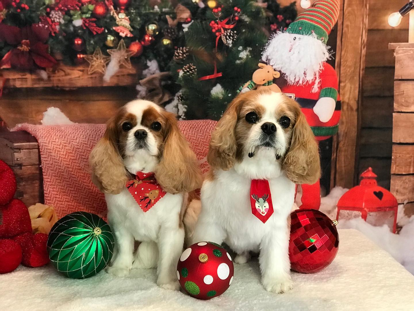 Christmas Winter Snowman Backdrop UK for Photography DBD-H19176