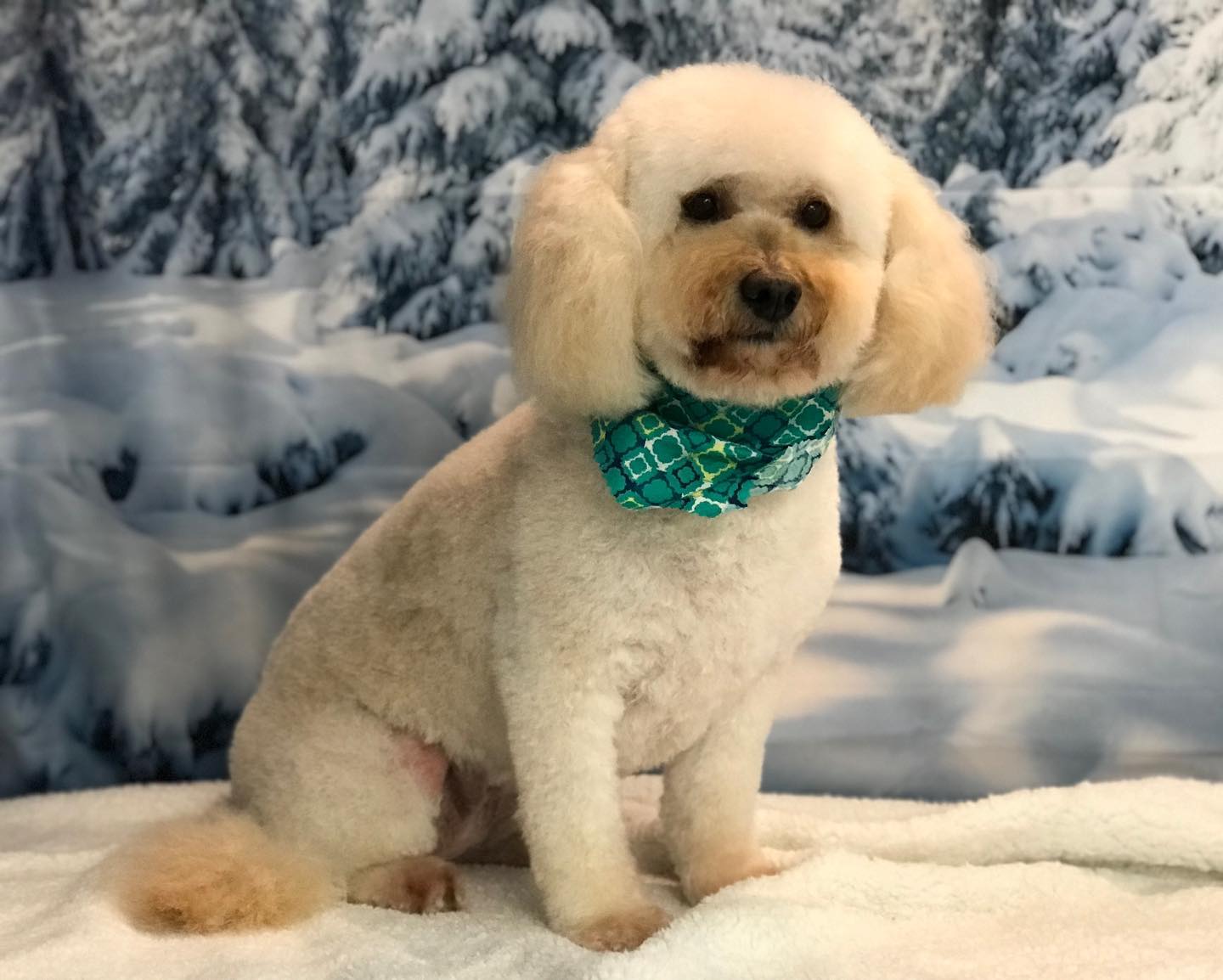 Winter Snowy Forest White Cloud Blue Sky Scenery Photography Backdrop lv-1127