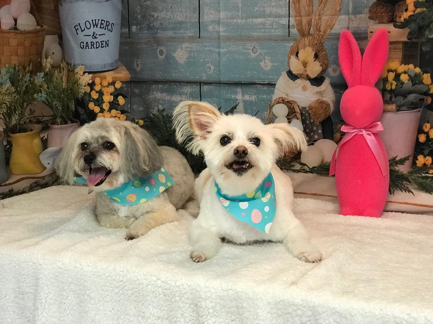 Easter Rabbits Eggs Basket Backdrop for Photo Shots SH-824